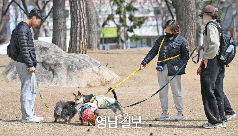 대구 4가구 중 1가구 펫팸족…친화정책 공들이는 지자체들