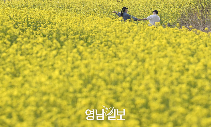 [포토뉴스] 노란 빛 봄의 왈츠