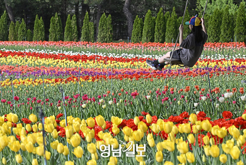 [포토뉴스] 그네 타고 튤립 위로 사뿐