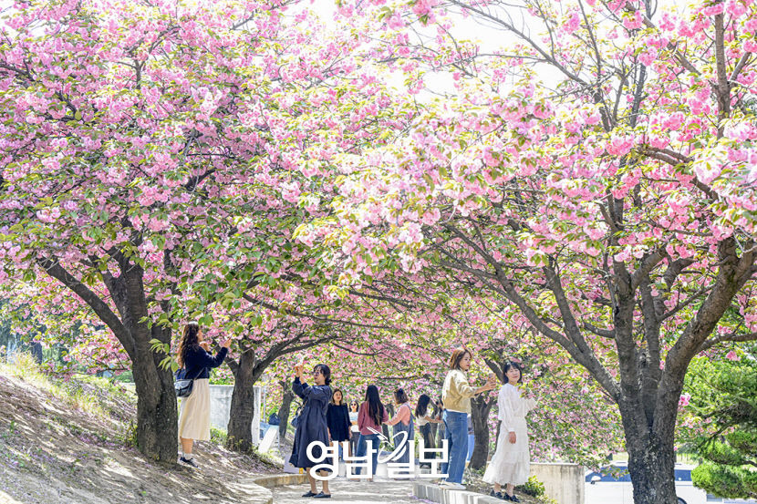 [포토뉴스]  캠퍼스 물들인 겹벚꽃 터널
