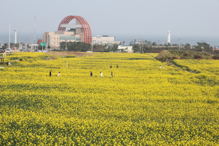 벚꽂 보러 갈래? 유채꽃 보러 갈래? 4월 경북 곳곳은 봄 축제장