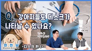 [반.전.남]9. 네발로 걷는 강아지들도 디스크가 나타날 수 있나요?(디스크 편 1)