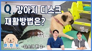 [반.전.남]9. 강아지 디스크 재활방법은? (디스크 편 2)