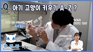 [반.전.남] 10. 아기 고양이 키우기 A~Z (1)