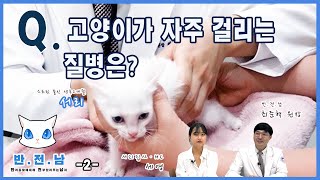 [반.전.남] 10. 고양이가 자주 걸리는 질병은? (2)