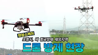 [영상 스케치] 포항시, 벼 항공방제 제외지역 드론 방제