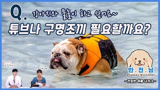 [반.전.남]11. 강아지와 물놀이할 때 튜브나 구명조끼 필요할까요?(2)