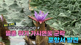 '100년에 한 번 피는 가시연꽃' 포항에서 '활짝' 폈다
