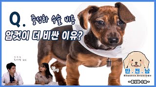 [반. 전. 남]12. 중성화 수술 비용 암컷 더 비싼 이유는?(중성화 수술1)