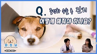 [반.전.남] 강아지 중성화 수술 후 관리 어떻게 해줘야 하나요?