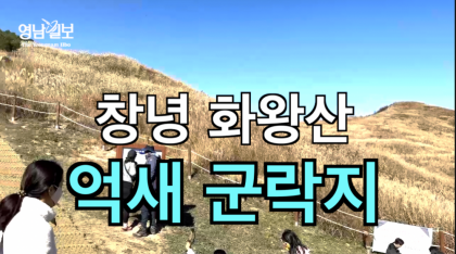 [영상뉴스]창녕 화왕산....'억새 군락지' 절정