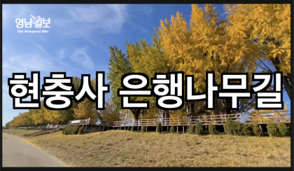 [영상뉴스]노란 숲길을 걸어요...'현충사 은행나무길'