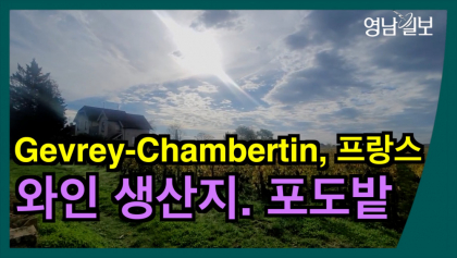 [영상뉴스]프랑스 최고급 와인 생산지 '쥬브레-샹베르땅'