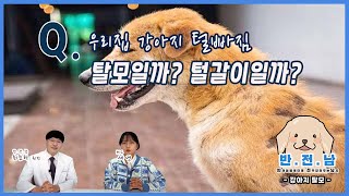 [반.전.남]우리집 강아지 털빠짐! 털갈이일까? 탈모일까?