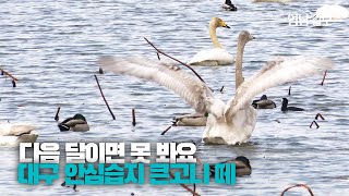 [영상스케치] 봄 맞아 먼 거리 날아갈 준비하는 큰고니 떼들