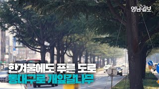 [영상스케치] 동대구로의 상징, 개잎갈나무(히말라야시더)| 영남일보