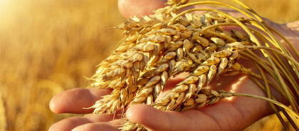 [채형복의 텃밭 인문학] 한국의 식량안보는 튼튼한가…밀·옥수수 국내자급률 1% 미만…안정적인 곡물 공급망 절실