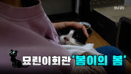[기획 영상] 고양이아파트 ‘묘린이회관’#1, 봄이의 봄이 마지막 봄이 아니길...
