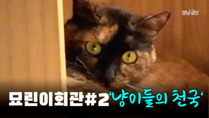 [기획 영상] 묘린이회관 #2...'냥이들의 천국'