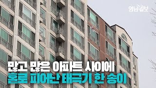[영상뉴스] 3천 세대 아파트 중 태극기가 달려있는 곳은?