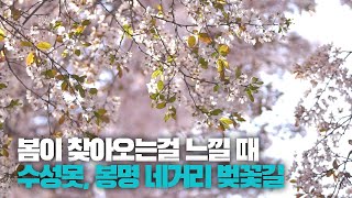 [영상스케치] 벚꽃 피기 시작한 수성못과 벚꽃 만개한 봉명네거리
