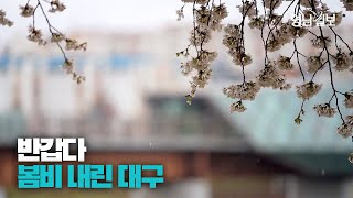 [영상스케치] 봄비로 적셔진 대구