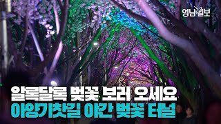 [영상스케치] 대구 대표 벚꽃 명소 아양기찻길 벚꽃터널