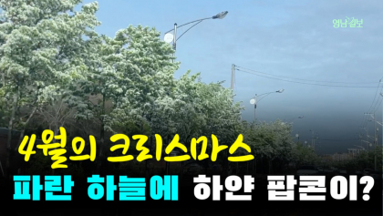 [영상뉴스] 4월의 크리스마스 ,'하늘에서 팝콘이'