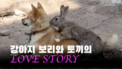 [영상뉴스]강아지 보리와 토끼의 'LOVE STORY'