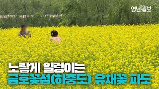 [영상뉴스] 노랑노랑 일렁이는 대구 금호꽃섬 유채꽃 파도