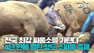 [영상뉴스] 4년 만에 돌아온 청도 소싸움 축제