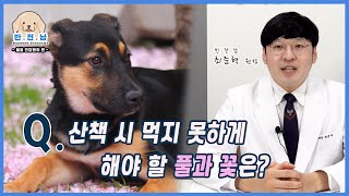 [반.전.남2] Q.봄철 산책 시 먹지 못하게 해야할 풀과 꽃은?