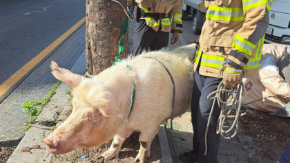 도축장 향하다 트럭서 빠져나온 돼지…20여분 만에 붙잡혀