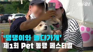 [영상뉴스]'댕댕이와 놀다가개'…제1회 pet 동행 페스티벌| 영남일보