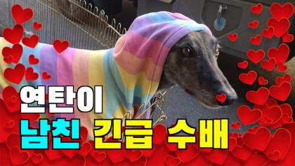 [영상] 대프리카에서의 '연탄이의 하루'