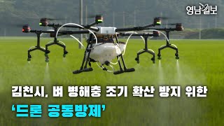 [영상뉴스]김천시, 벼 병해충 조기 확산 방지 위한‘드론 공동방제’| 영남일보
