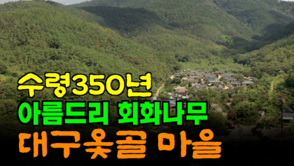 [영상뉴스]수령 350년 회화나무 품속'대구옻골마을'