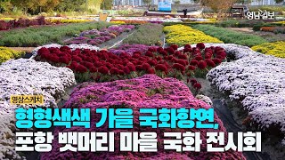 [영상 스케치] 형형색색 가을 국화향연, 포항 뱃머리 마을 국화 전시회