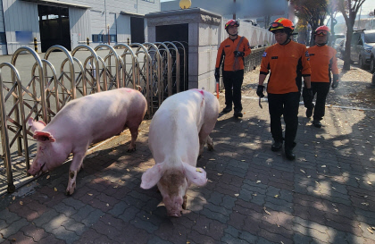 돼지발 이미지