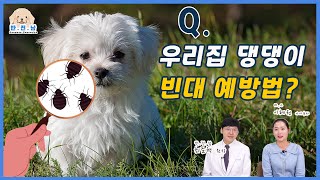 [반.전.남2] Q. 우리집 댕댕이 빈대 예방법?