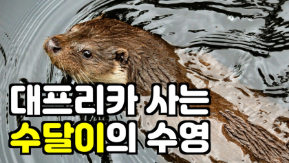 [영상뉴스] 수달이도 더워요 !!