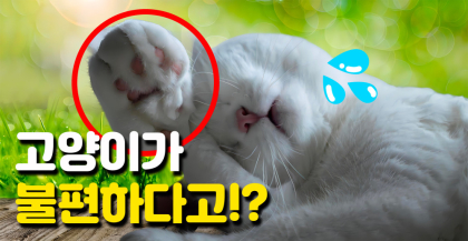 [영상뉴스] 고양이 발바닥의 '비밀’