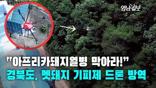 [영상뉴스] “아프리카돼지열병 막아라!” …경북도, 멧돼지 기피제 드론 방역