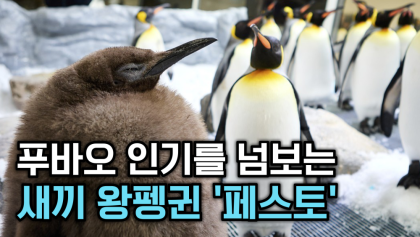 [뉴스와이] 푸바오 인기를 넘보는 새끼 왕펭귄 ‘페스토’