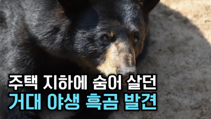 [뉴스와이] 흑곰아, 니가 왜 거기서 나와?