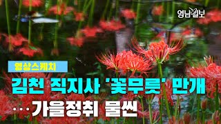 [영상스케치]김천 직지사 '꽃무릇' 만개…가을정취 물씬