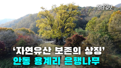 [영상스케치] ‘자연유산 보존의 상징’안동 용계리 은행나무
