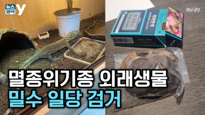 [뉴스와이] 담배갑에 '외래생물' 밀수 덜미 잡혀...