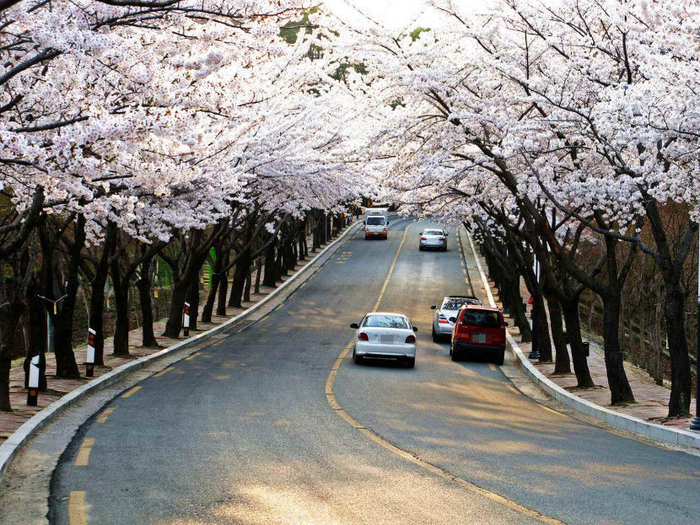 대구서 ‘봄의 전령’ 매화 개화…봄꽃 명소에서 행사 예정