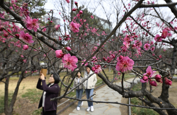 대구서 ‘봄의 전령’ 매화 개화…봄꽃 명소에서 행사 예정